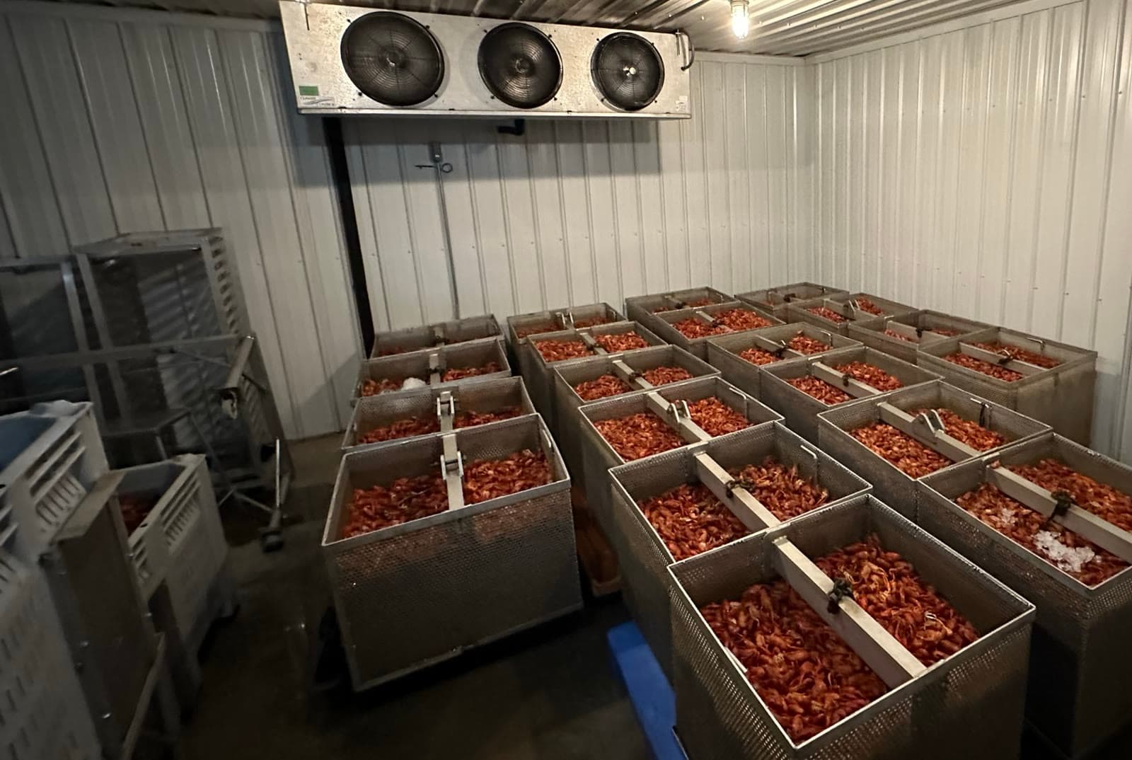 Bright red parboiled crawfish rapid-chilling in stainless tanks in the Ju's Crawfish Company chill room