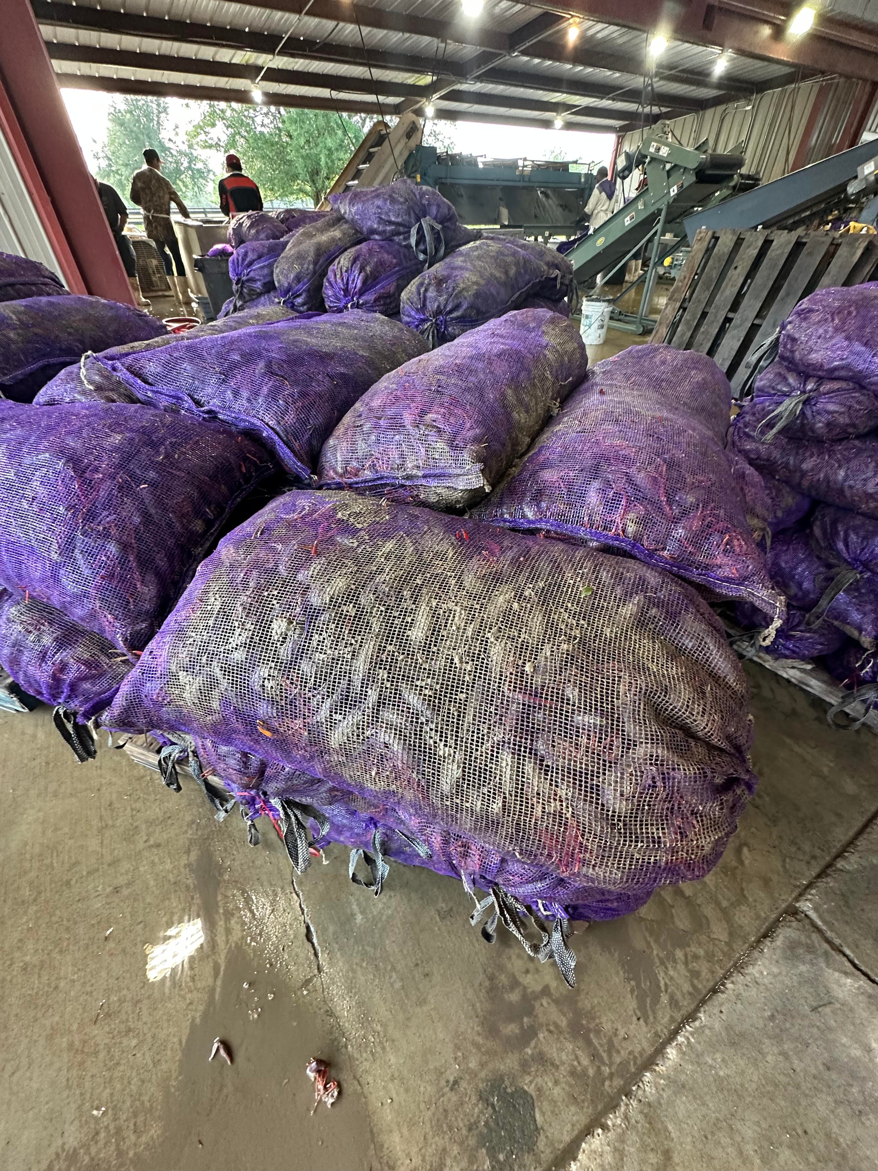 Muddy, unwashed field-run crawfish sacks caked in mud and debris before washing