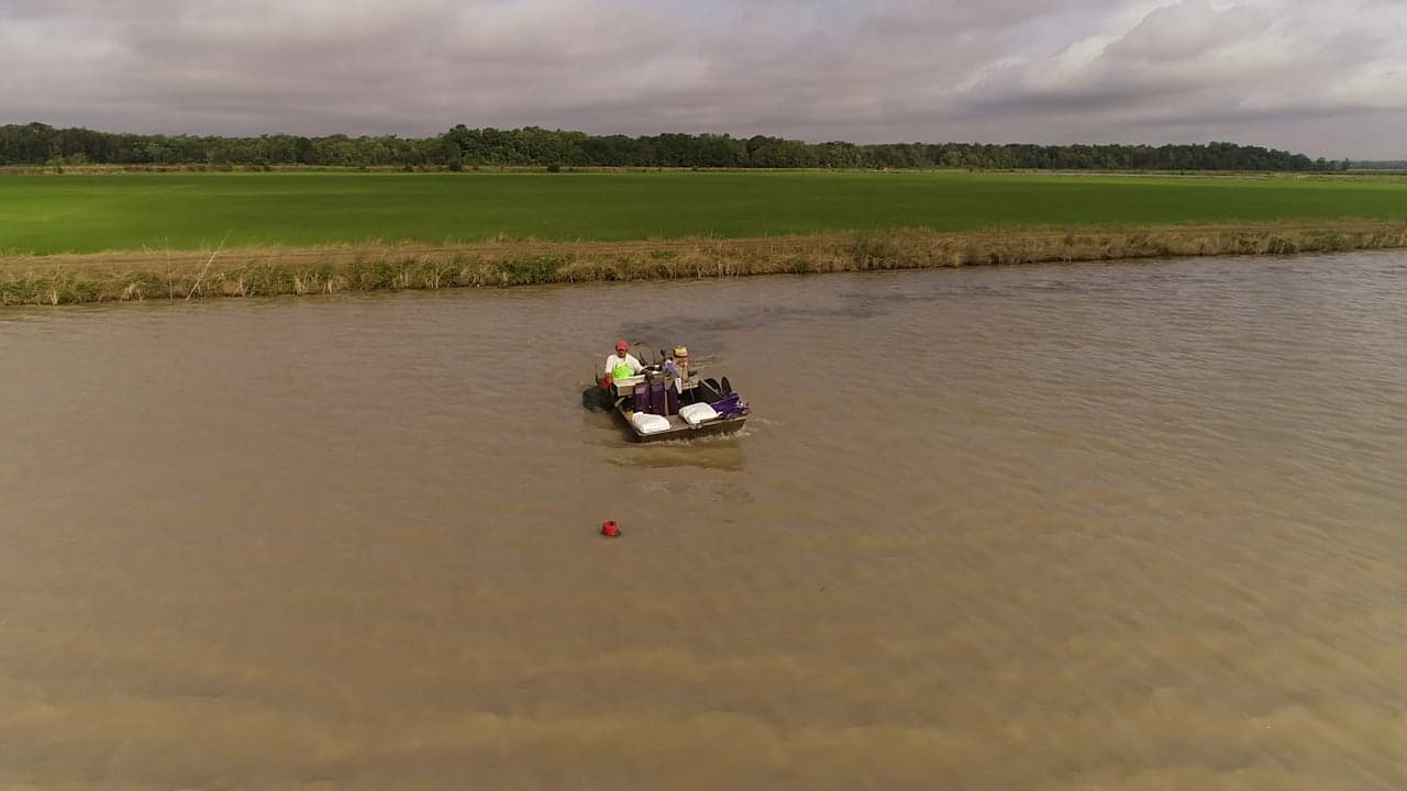 Aerial view of a Ju's Crawfish Company boat running traps across a flooded pond beside the vibrant green rice-and-crawfish fields in Plaucheville, Louisiana