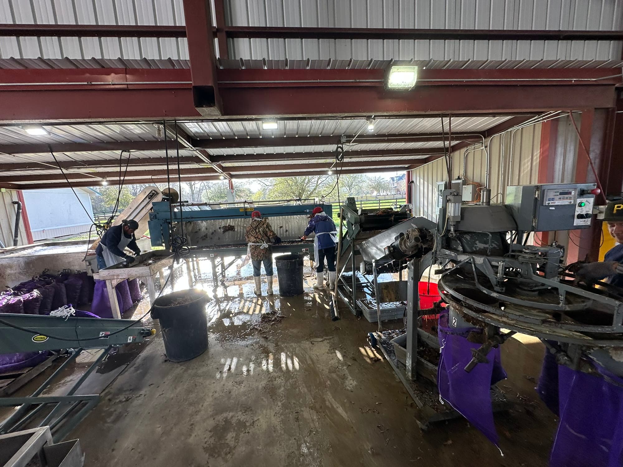 The wash-and-sort line running at the Ju's Crawfish Company plant in Plaucheville, Louisiana, with crew sorting live crawfish and filled sacks staged alongside