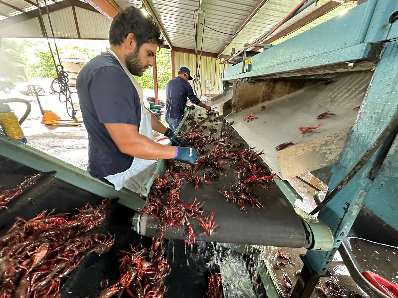 A worker hand-sorting crawfish on the conveyor at the Ju's Crawfish Company wash-and-grade line