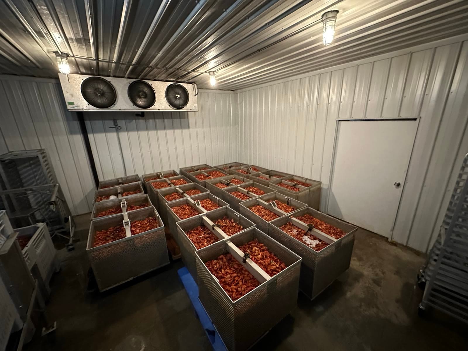 Rows of stainless tanks filled with freshly boiled red crawfish under ceiling cooling fans in the Ju's Crawfish Company HACCP-certified chill room