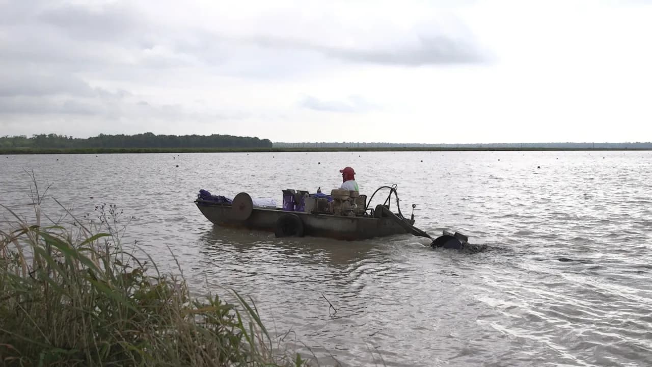 A Ju's Crawfish Company worker running trap lines from a boat across a flooded crawfish pond in Plaucheville, Louisiana, trap markers dotting the water to the tree-lined horizon