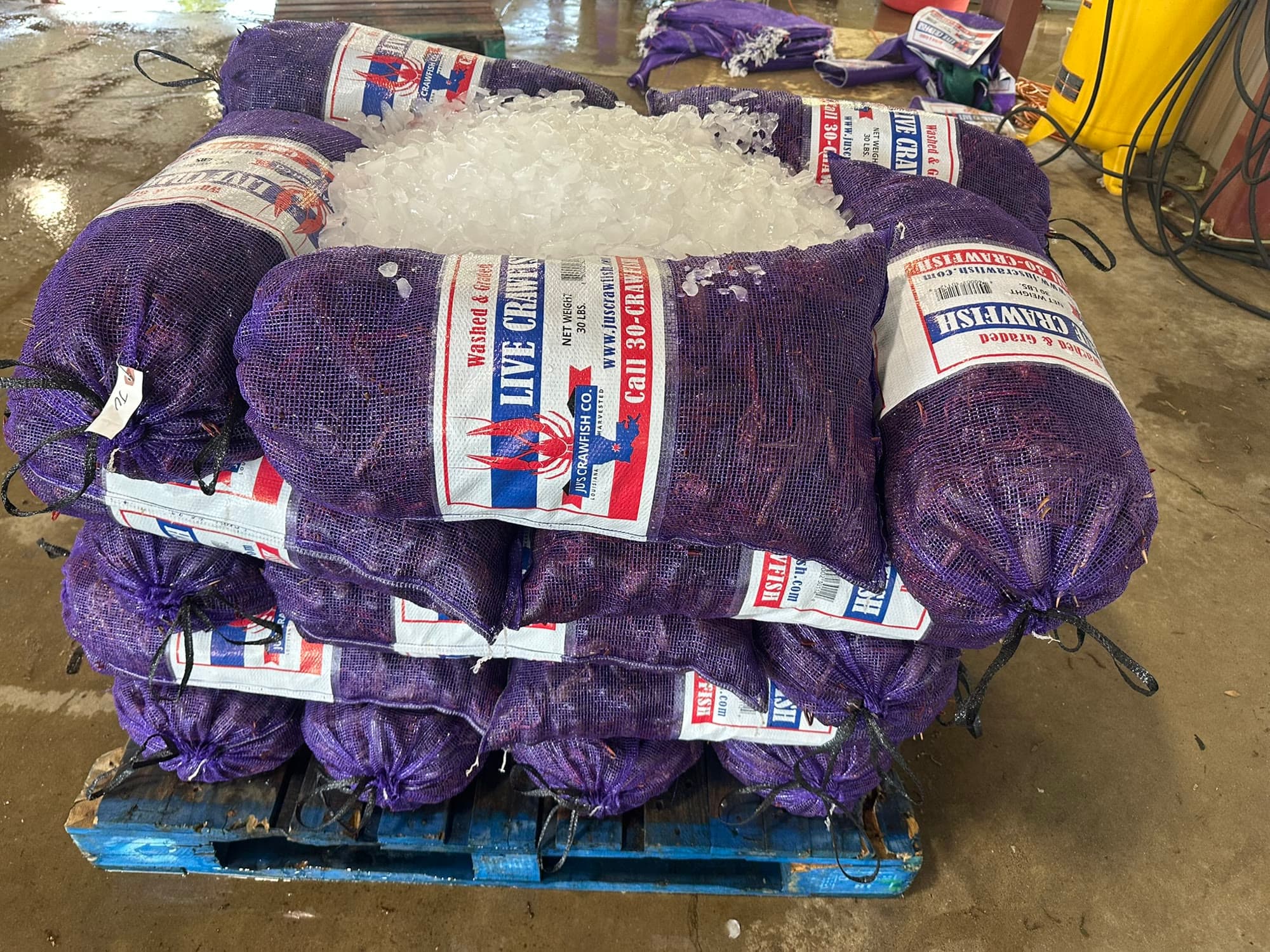 A pallet of Ju's Crawfish Company custom-labeled purple mesh sacks of washed-and-graded live crawfish, iced for transit