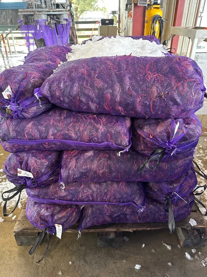 Clean, washed live crawfish in plain purple sacks, iced on a pallet to chill the core for transit