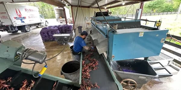 Live crawfish running through the wash-and-sort line at the Ju's Crawfish Company plant